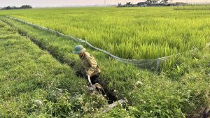 Chủ động chống hạn, bảo vệ cây trồng trong nắng nóng