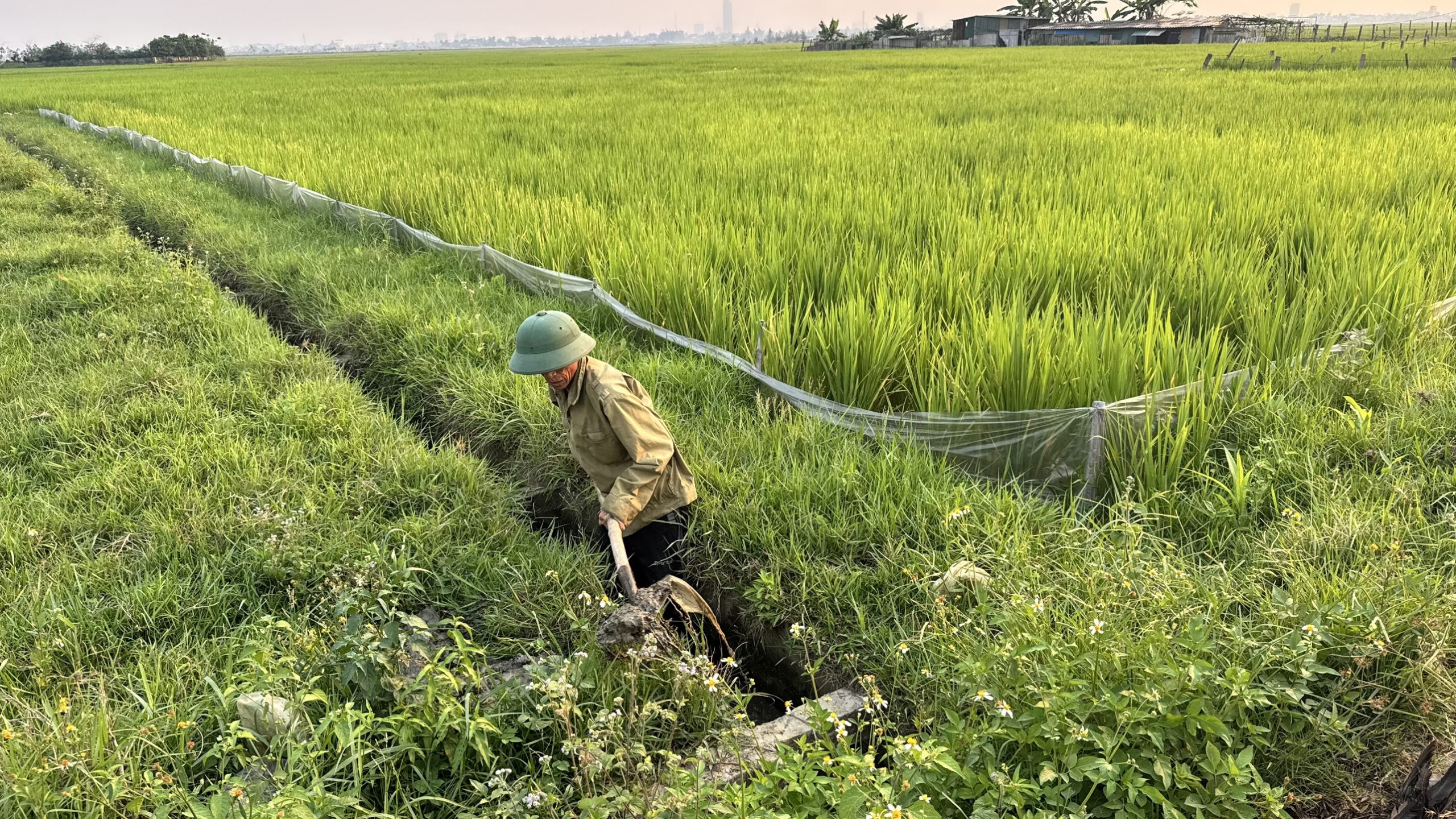 Chủ động chống hạn, bảo vệ cây trồng trong nắng nóng