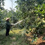 Khẩn trương triển khai các biện pháp chống hạn cho cây trồng