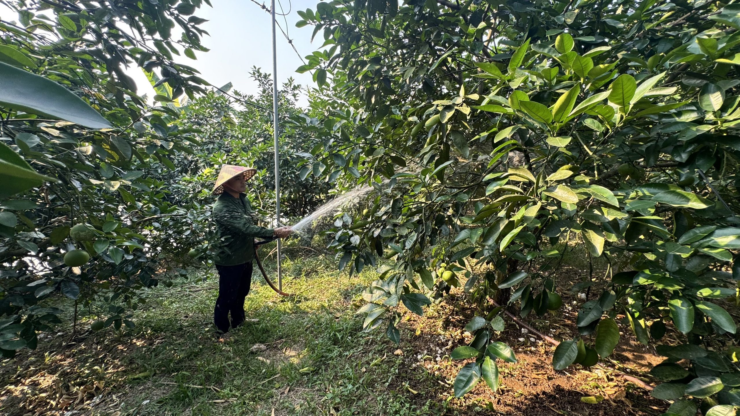 Khẩn trương triển khai các biện pháp chống hạn cho cây trồng