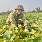Dưa lê Yên Hòa – từ mô hình hiệu quả đến hướng đi bền vững  cho nông nghiệp địa phương