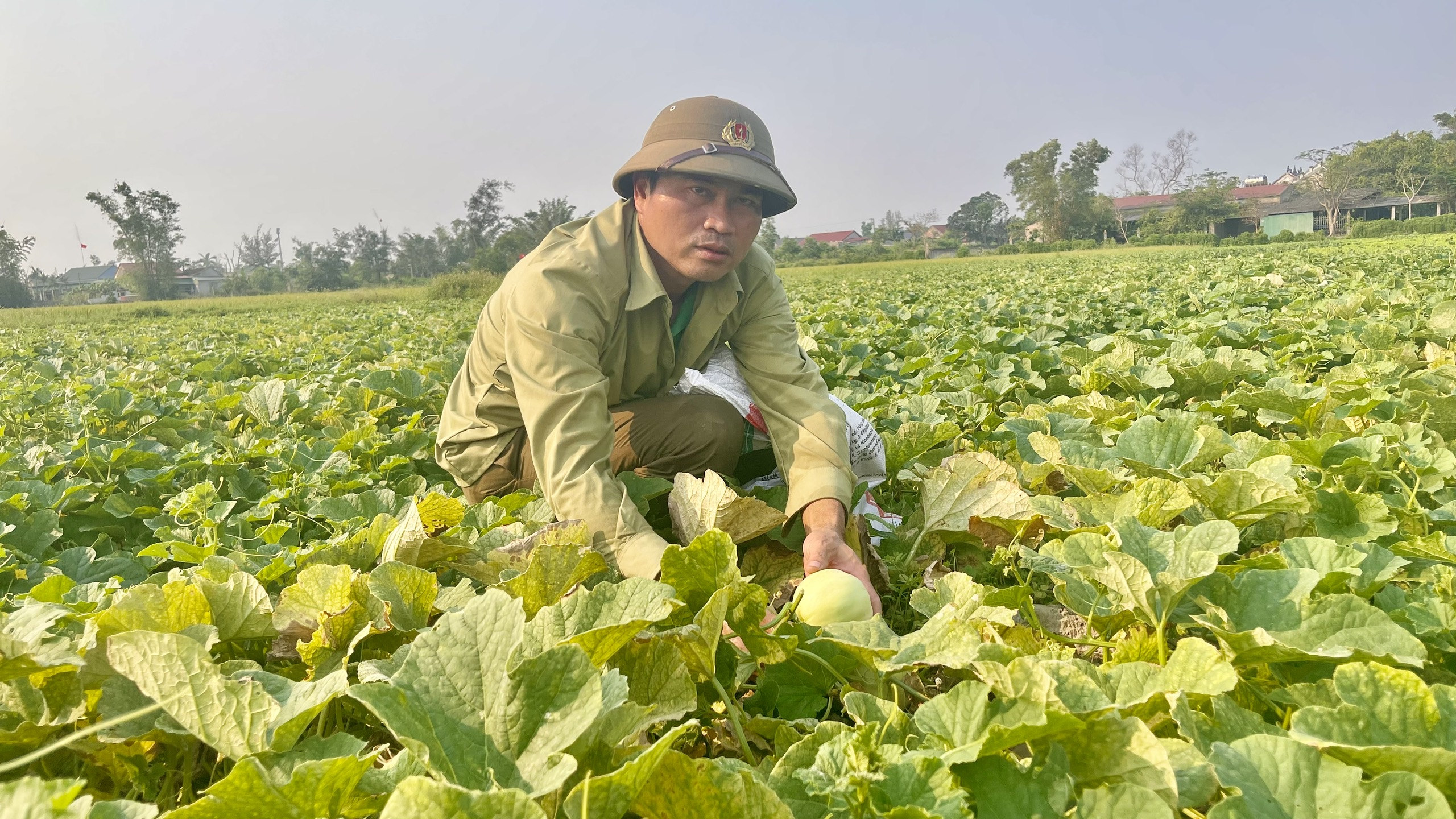 Dưa lê Yên Hòa – từ mô hình hiệu quả đến hướng đi bền vững  cho nông nghiệp địa phương