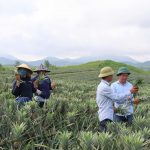Hiệu quả từ mô hình trồng dứa trên vùng đồi Kỳ Hoa