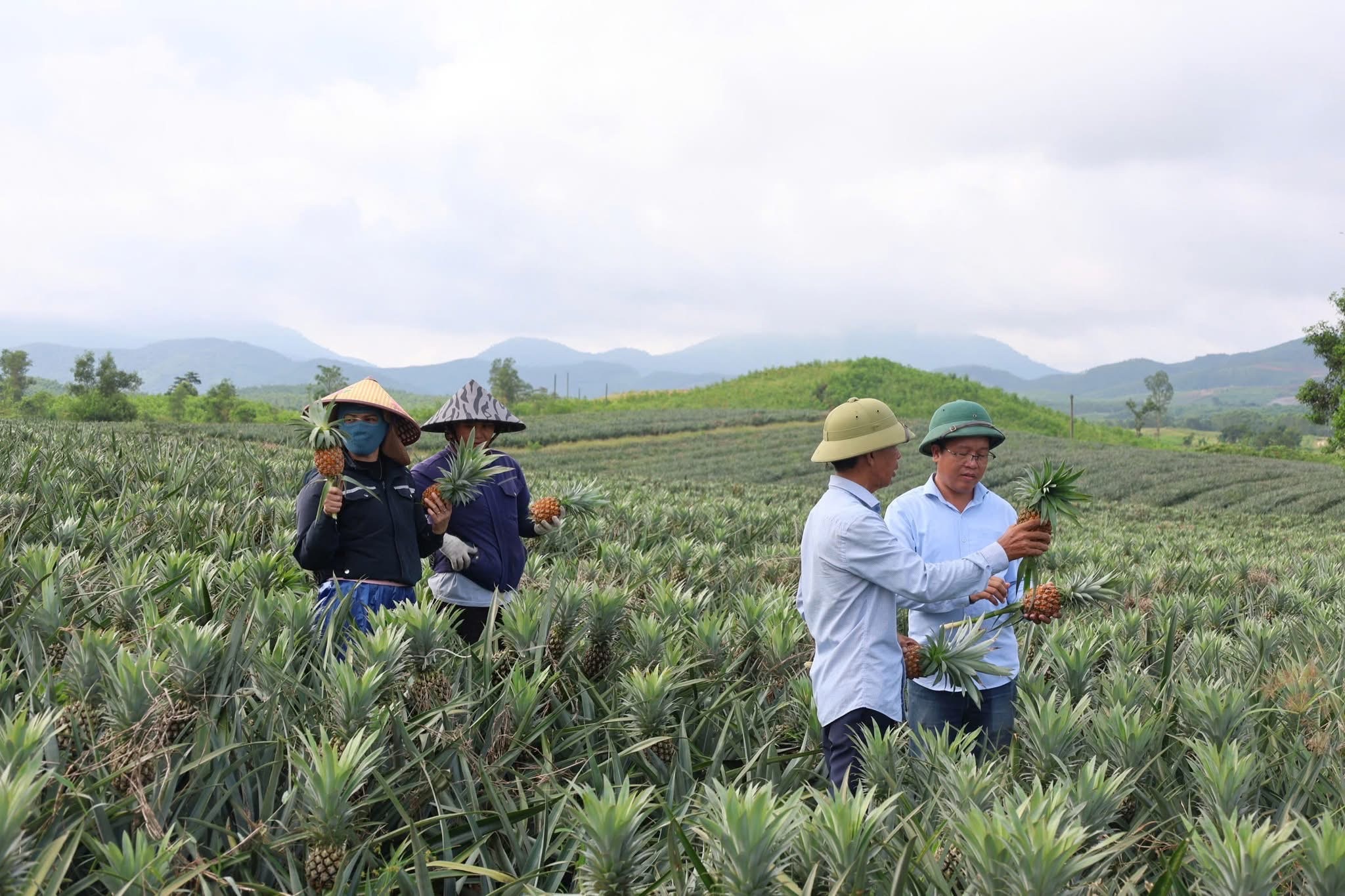 Hiệu quả từ mô hình trồng dứa trên vùng đồi Kỳ Hoa