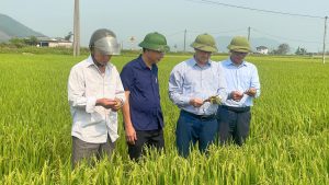 Hà Tĩnh chủ động chống hạn, bảo vệ sản xuất vụ Xuân 2026