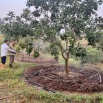 Một số biện pháp chống hạn cho cây ăn quả có múi