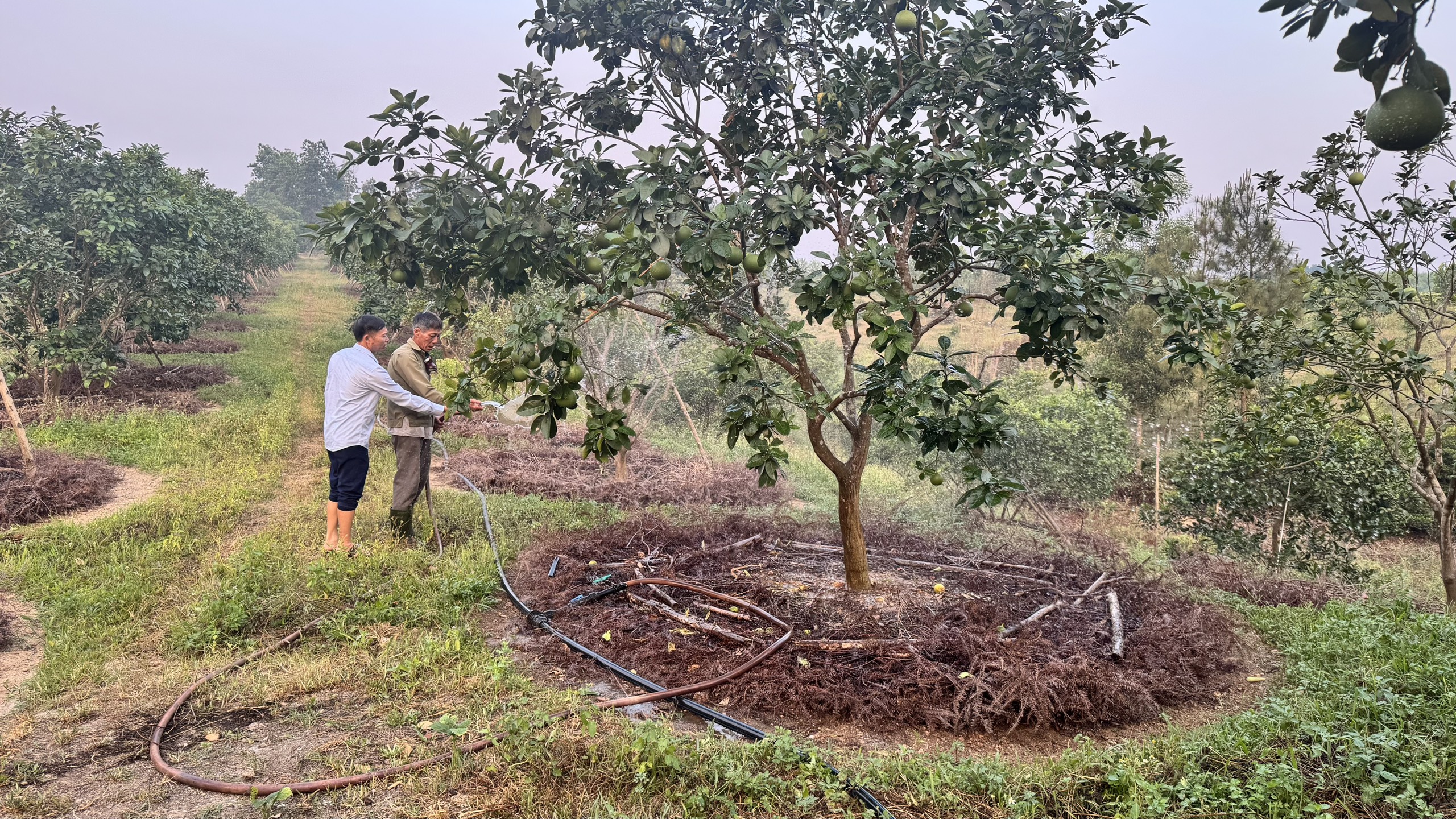 Một số biện pháp chống hạn cho cây ăn quả có múi