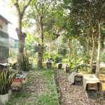 Sử dụng hệ thống tưới phun sương giải nhiệt cho đàn ong trong mùa hè