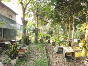 Sử dụng hệ thống tưới phun sương giải nhiệt cho đàn ong trong mùa hè