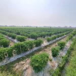 Trồng thử nghiệm ớt “siêu cay” trên tại xã Toàn Lưu