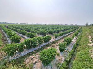 Trồng thử nghiệm ớt “siêu cay” trên tại xã Toàn Lưu