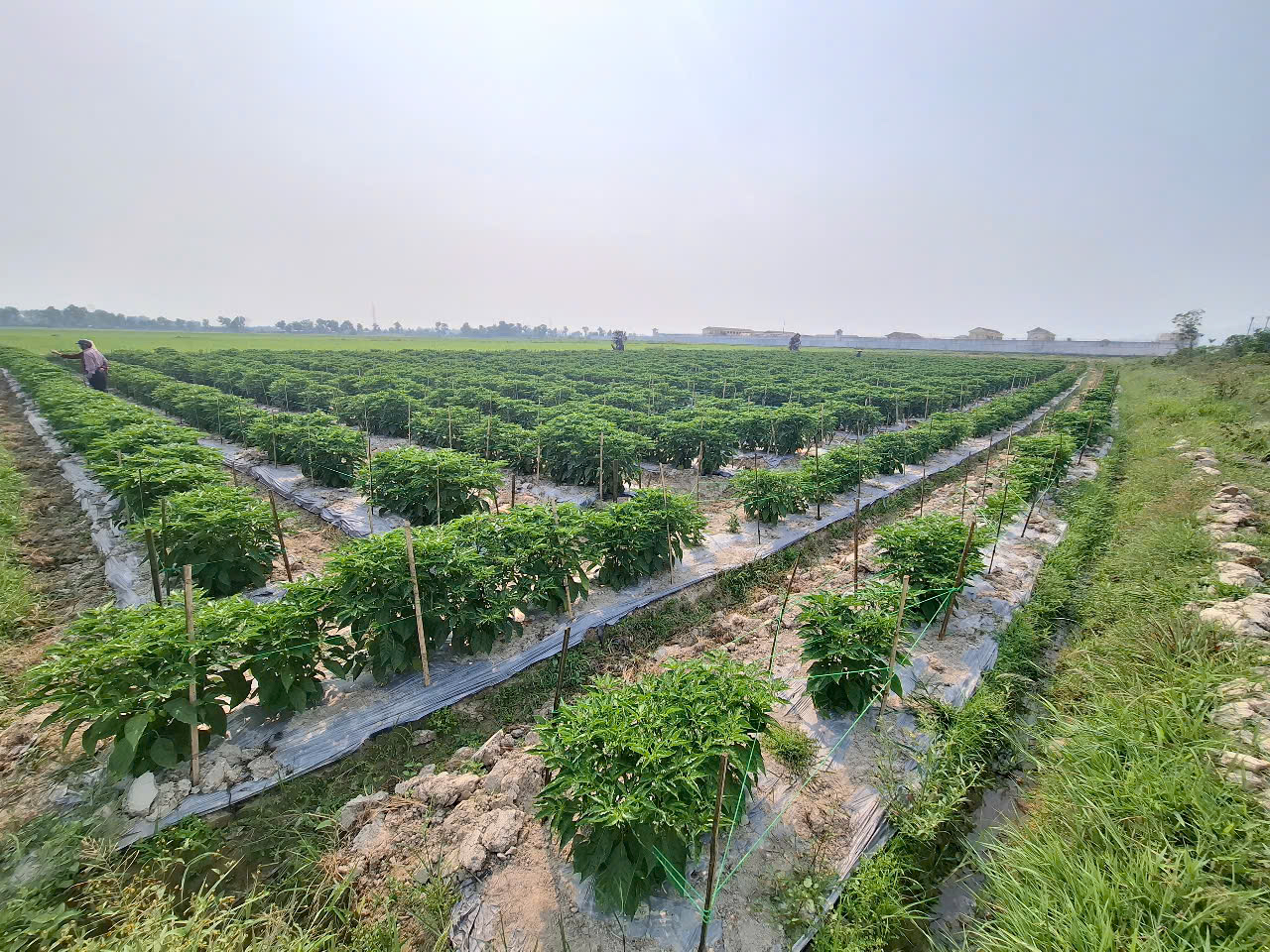 Trồng thử nghiệm ớt “siêu cay” trên tại xã Toàn Lưu