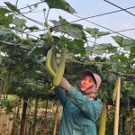 Khi vườn mẫu không chỉ là sắc xanh