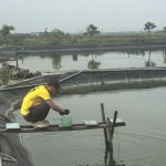 Người nuôi tôm Hà Tĩnh siết chặt quản lý ao nuôi trong thời điểm giao mùa