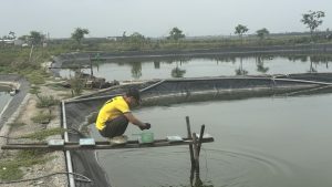 Người nuôi tôm Hà Tĩnh siết chặt quản lý ao nuôi trong thời điểm giao mùa