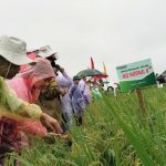 Hiệu quả rõ nét từ mô hình lúa cải tiến SRI