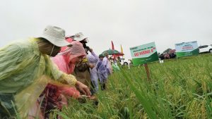 Hiệu quả rõ nét từ mô hình lúa cải tiến SRI
