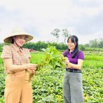 Hiệu quả bước đầu từ mô hình trồng đậu tương rau tại xã Sơn Giang