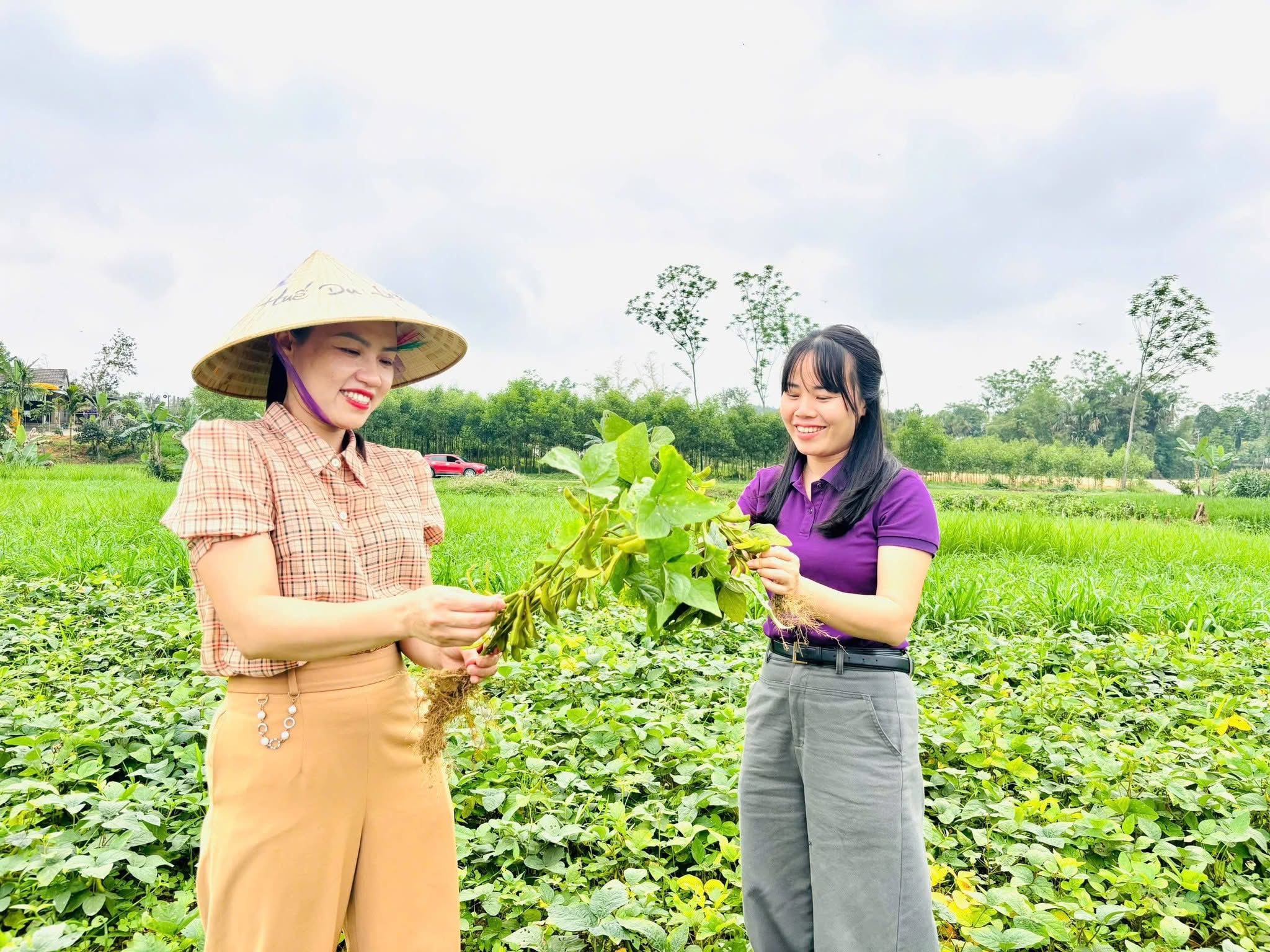 Hiệu quả bước đầu từ mô hình trồng đậu tương rau tại xã Sơn Giang