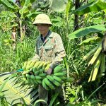 Hướng phát triển kinh tế từ mô hình chuối tây Thái