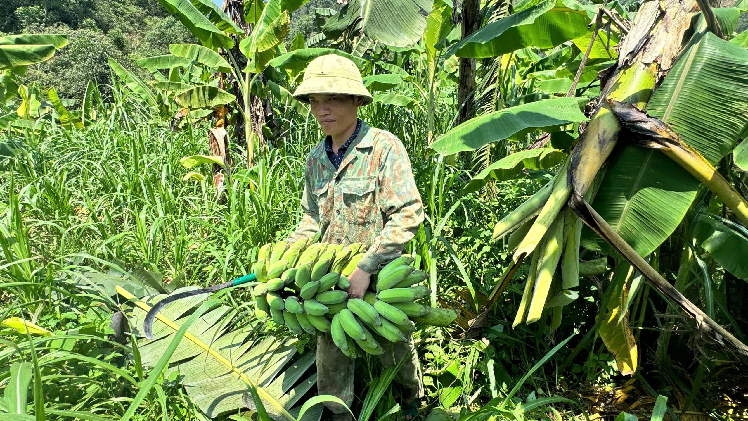 Hướng phát triển kinh tế từ mô hình chuối tây Thái