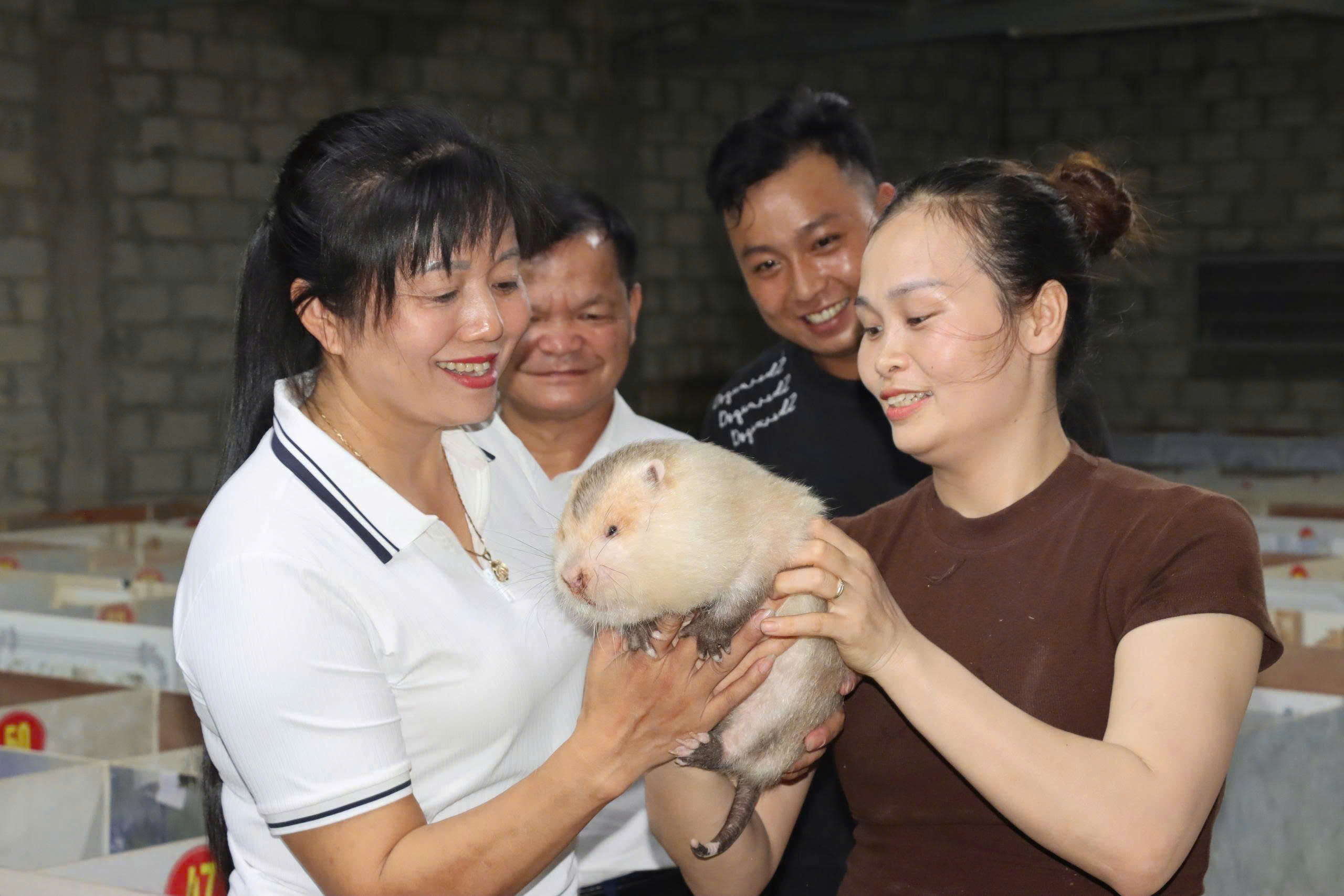 Nuôi dúi má đào Thái Lan – hướng chăn nuôi đặc sản cho thu nhập hàng trăm triệu đồng mỗi năm