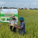 Canh tác lúa giảm phát thải mở hướng sản xuất bền vững