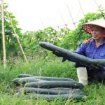 Mô hình trồng thử nghiệm bí xanh hữu cơ – hướng phát triển nông nghiệp sạch, an toàn và bền vững