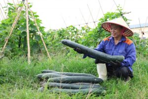 Mô hình trồng thử nghiệm bí xanh hữu cơ – hướng phát triển nông nghiệp sạch, an toàn và bền vững