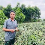 Mở hướng phát triển kinh tế từ mô hình trồng dứa trên đất đồi Kim Hoa