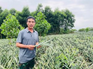 Mở hướng phát triển kinh tế từ mô hình trồng dứa trên đất đồi Kim Hoa
