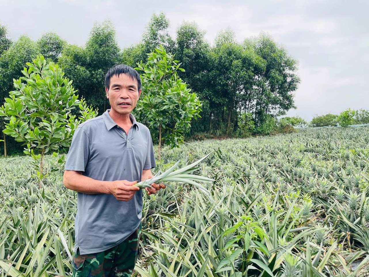 Mở hướng phát triển kinh tế từ mô hình trồng dứa trên đất đồi Kim Hoa