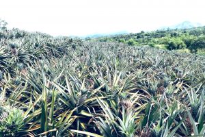 Liên kết trồng dứa với doanh nghiệp: Hướng đi triển vọng trên vùng đồi Thượng Đức