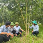 Đồng Lộc: Triển vọng từ mô hình tre Mạnh Tông lấy măng