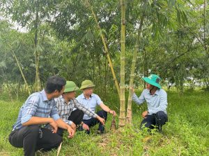 Đồng Lộc: Triển vọng từ mô hình tre Mạnh Tông lấy măng