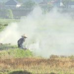 Kỹ thuật sử dụng chế phẩm vi sinh trong xử lý rơm rạ