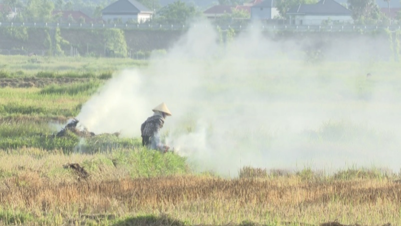 Kỹ thuật sử dụng chế phẩm vi sinh trong xử lý rơm rạ