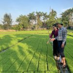 Chủ động sản xuất vụ hè thu đúng lịch thời vụ
