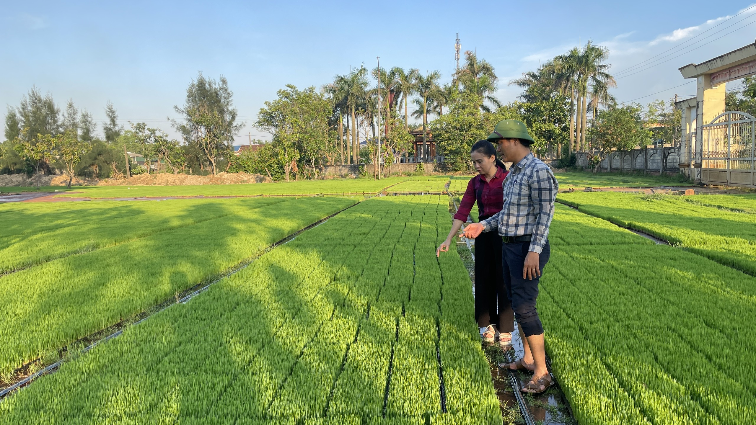Chủ động sản xuất vụ hè thu đúng lịch thời vụ