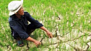 MỘT SỐ VẤN ĐỀ CƠ BẢN TRONG PHÁT TRIỂN BỀN VỮNG KINH TẾ NÔNG NGHIỆP CỦA HÀ TĨNH