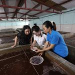 Tăng cường phòng chống bệnh EHP trên tôm nuôi