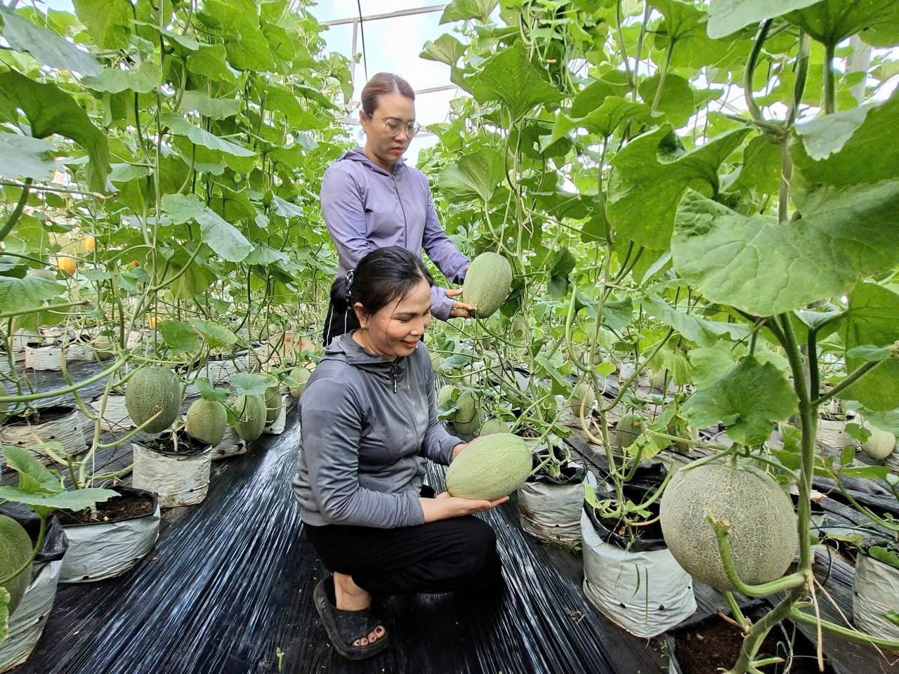 Vững vàng với nông nghiệp công nghệ cao từ mô hình dưa lưới trong nhà màng