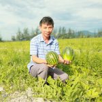 Biến vùng cát trắng ven biển thành trang trại rau màu cho thu nhập hàng trăm triệu đồng mỗi năm
