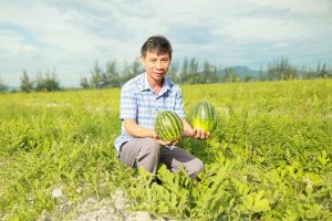 Biến vùng cát trắng ven biển thành trang trại rau màu cho thu nhập hàng trăm triệu đồng mỗi năm