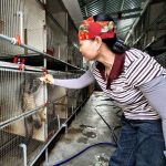 Mô hình nuôi chồn hương mở hướng làm giàu ở vùng quê Đan Hải