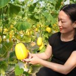 “Liều” trồng dưa lê Hàn Quốc, nữ nông dân Tiên Điền thu hàng trăm triệu đồng mỗi năm