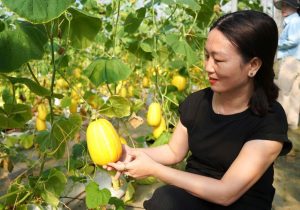 “Liều” trồng dưa lê Hàn Quốc, nữ nông dân Tiên Điền thu hàng trăm triệu đồng mỗi năm