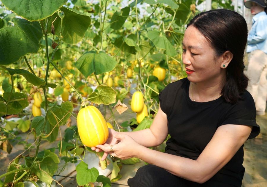 “Liều” trồng dưa lê Hàn Quốc, nữ nông dân Tiên Điền thu hàng trăm triệu đồng mỗi năm