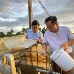 Thả giống cá nheo mỹ nuôi trong ao đất tại xã Cẩm Bình