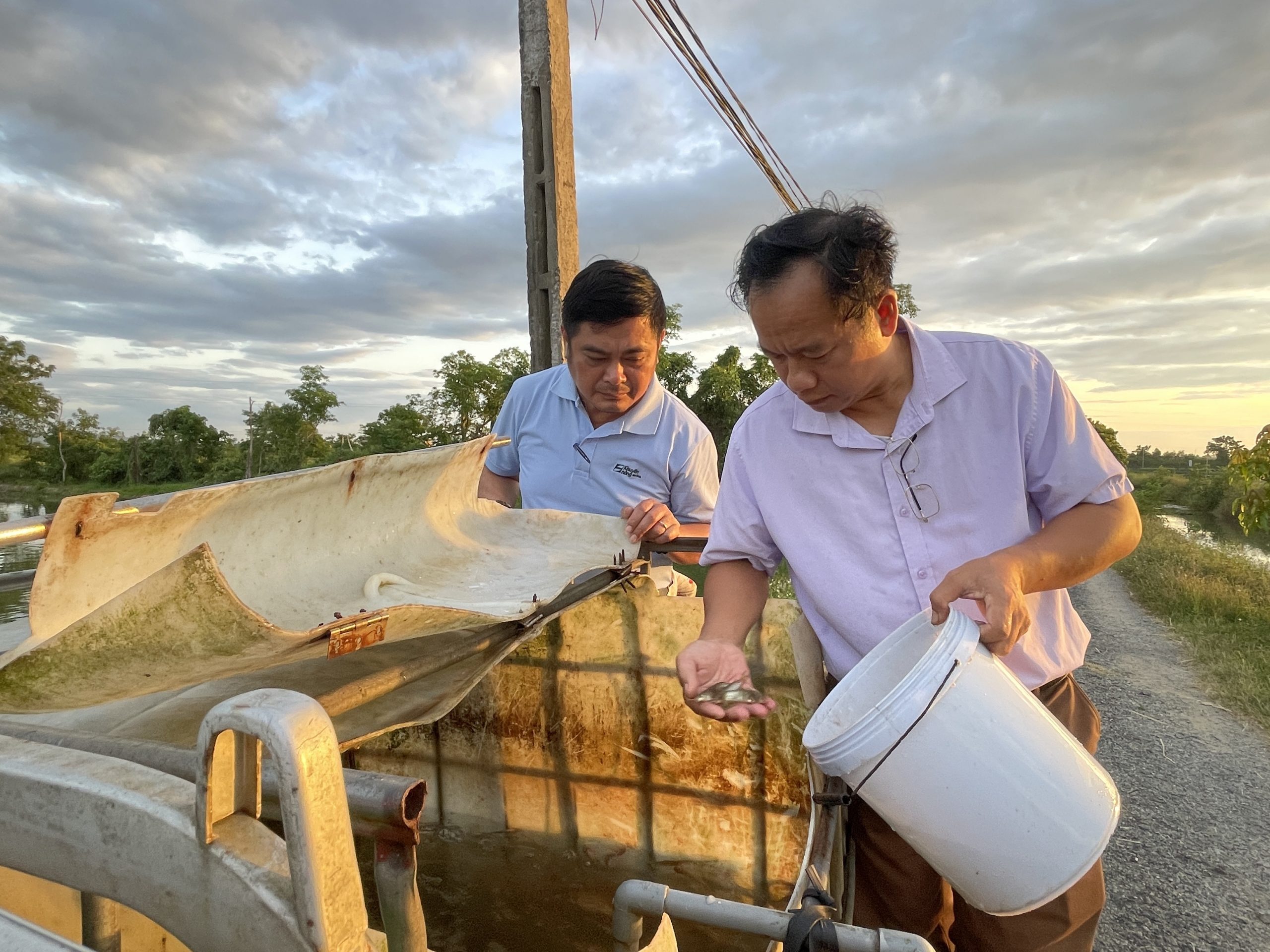 Thả giống cá nheo mỹ nuôi trong ao đất tại xã Cẩm Bình